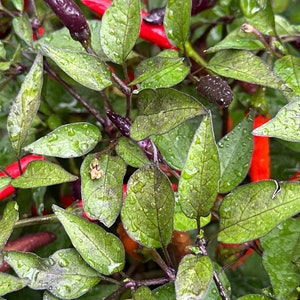 Dreamcatcher X Bleeding Rawit NB -   15+ Pepper Seeds