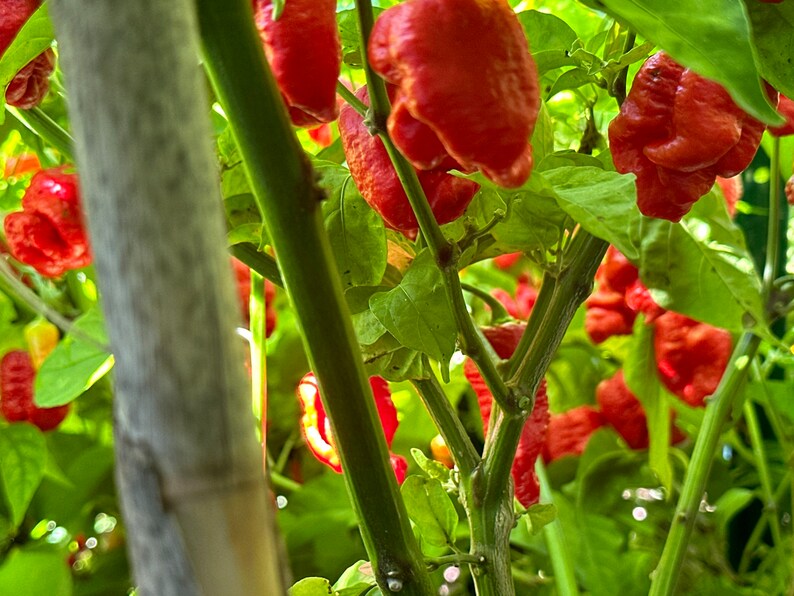 Genghis Khan Brain Pepper Seeds 12 Pepper Seeds Etsy