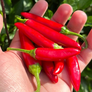 Purple StarrScream Cross Pepper Seeds - 15+ Pepper Seeds