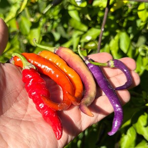 Buena Mulata Cayenne Pepper Seeds -   15+ Hot Pepper Seeds
