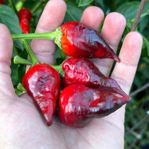 レッドペッパー　パープルウイング Borg 9 Purple/red Pepper Seeds - Etsy