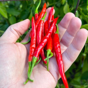 Extra Large Hot Thai Pepper Seeds -   15+ Hot Pepper Seeds