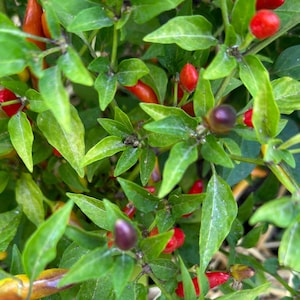 Queen Mab F3 Pepper Seeds -   15+ Pepper Seeds