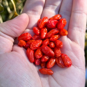 May include: A hand holding a pile of bright red dried goji berries.