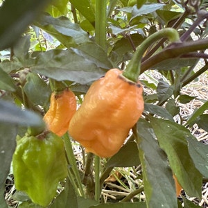 Moranga Purple Peach Cross Pepper Seeds -   15+ Hot Pepper Seeds