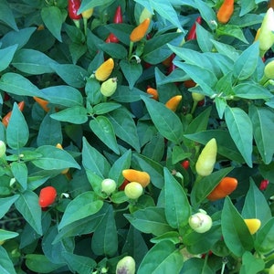 Little Red Ornamental Pepper Seeds -   15+ Pepper Seeds