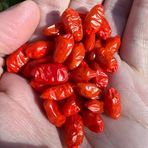 Pequin  Pepper Seeds -  Bird Pepper - 15+ Hot Pepper Seeds