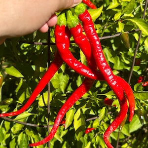 Corbaci Pepper Seeds  -  15+ Pepper Seeds