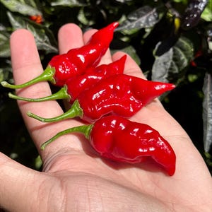 Fools Scorpion Cross Pepper Seeds -  15+ Pepper Seeds