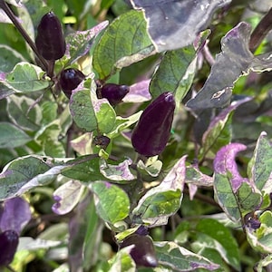 Variegated Jigsaw Pepper Seeds -   20+ Pepper Seeds