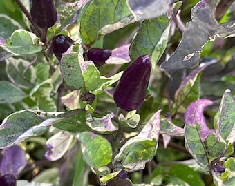 Variegated Jigsaw Pepper Seeds -   20+ Pepper Seeds