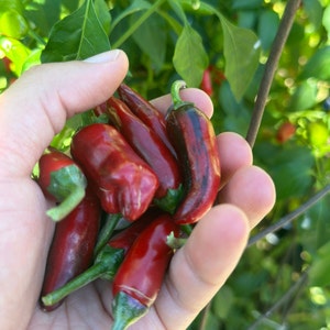Purple Cacho White Leaf Pepper Seeds -   15+ Pepper Seeds