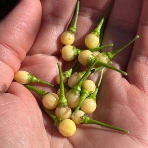Olho De Peixe White Pepper Seeds -   15+ Hot Pepper Seeds