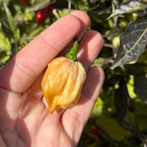 JPGS x GYPOB (Cream) F5 Pepper Seeds -  Jays Peach Ghost Scorpion x Ghost Yaki Purple Orange Big 15+ Super Hot Pepper Seeds