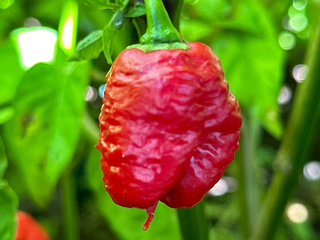 Genghis Khan Brain Pepper Seeds 15 Pepper Seeds Etsy