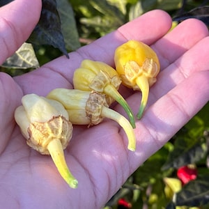 May include: Four small, pale yellow peppers with green stems. The peppers are slightly wrinkled and have a bulbous shape.