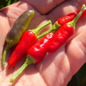 Super Chili Pepper Seeds -   15+ Pepper Seeds