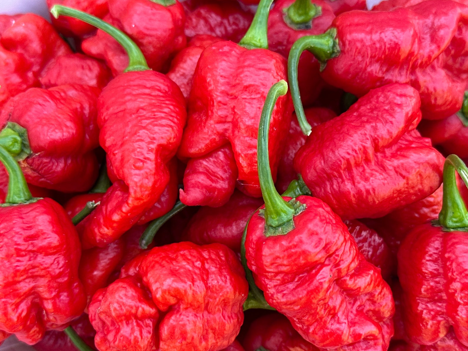 Genghis Khan Brain Pepper Seeds 12 Pepper Seeds Etsy