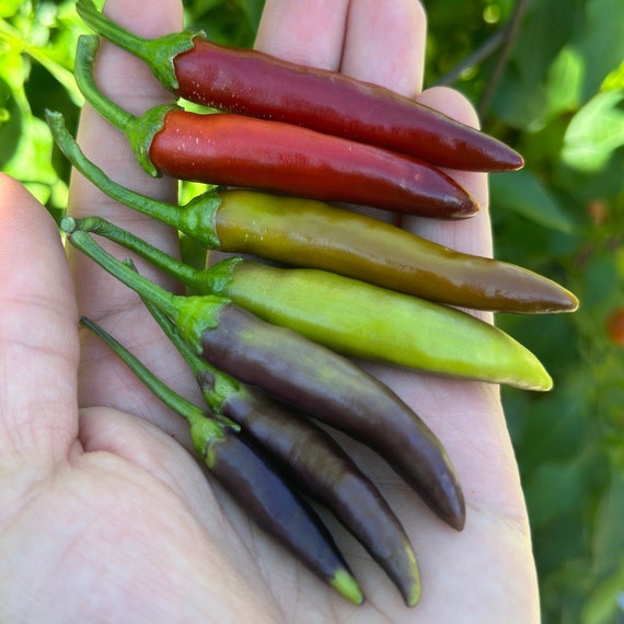 Pepper Spice Tree