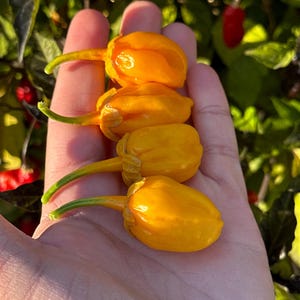 Golden 7 Pot Bubblegum Pepper Seeds -   15+ Hot Pepper Seeds