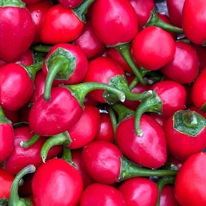 Dalle Khursani Pepper Seeds -  15+ Hot Pepper Seeds