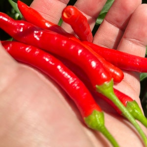 Tree Finger Red  F3 Pepper Seeds -   15+ Hot Pepper Seeds