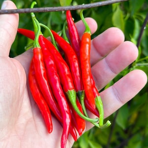 Thai Hot Pepper Seeds -   15+ Hot Pepper Seeds