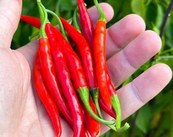 Thai Hot Pepper Seeds -   20+ Hot Pepper Seeds