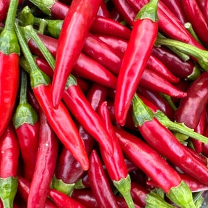 Tien Tsin Pepper Seeds- Sichuan Hot Chili Pepper -   15+ Hot Pepper Seeds