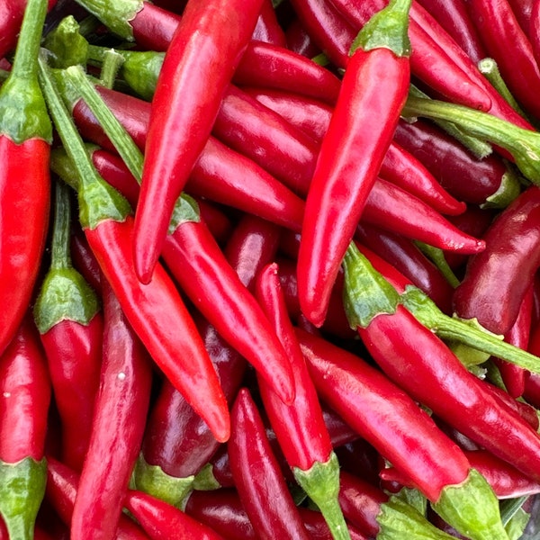 Tien Tsin Pepper Seeds- Sichuan Hot Chili Pepper -   15+ Hot Pepper Seeds