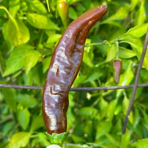 Mike&#39;s Mystery  Chocolate Pepper Seeds -   15+ Hot Pepper Seeds
