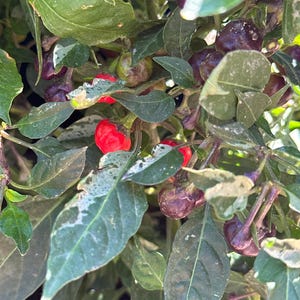 Variegated Filius Blue Pepper Seeds -   15+ Pepper Seeds
