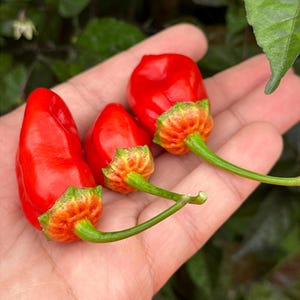 Red Gold BBG7  Pepper Seeds- Red Gold 7 Pot Bubblegum F2  -   15+ Hot Pepper Seeds