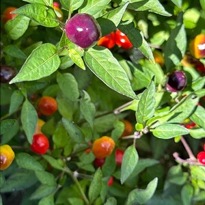 Filius Blue Pepper Seeds: Colorful Hot Peppers (15+ Seeds)