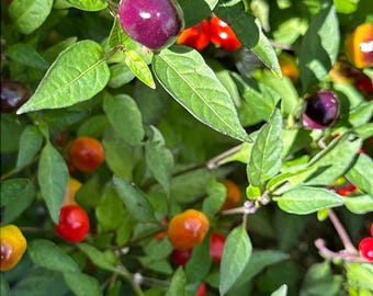 Filius Blue Pepper Seeds: Colorful Hot Peppers (20+ Seeds)