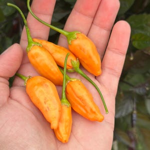 Big Inca Orange Drop F3 Pepper Seeds -   15+ Pepper Seeds