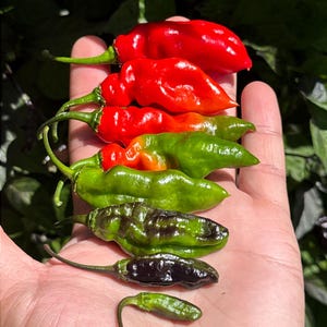 WHP 36 Red F3 Pepper Seeds -   15+ Hot Pepper Seeds