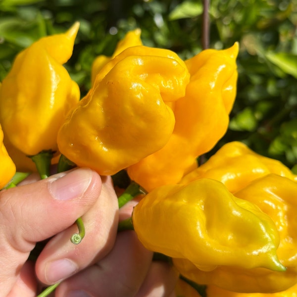 Yellow Ghostly Jalapeno Cross Pepper Seeds -  15+ Pepper Seeds