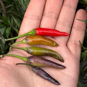 May include: Five chili peppers of varying colors, including red, orange, green, and purple, are displayed on a hand. The peppers are all small and slender, with a pointed tip.