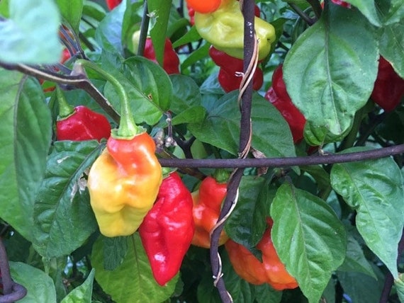 Graines Piment Habanero jeune (Piment fort)