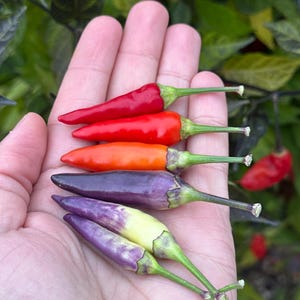 May include: A hand holding six small chili peppers in various colors, including red, orange, purple, and yellow.