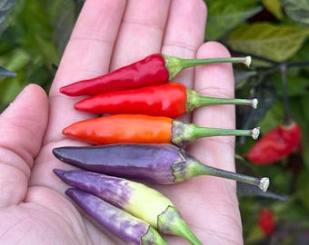 Tabasco Specialty Cross Pepper Seeds  -  20+ Pepper Seeds