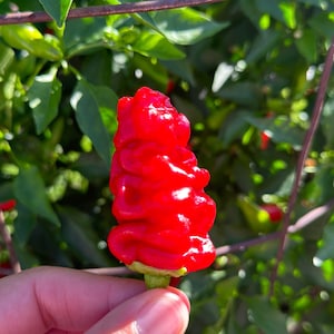 Zou-Pi Pepper Seeds - 15+