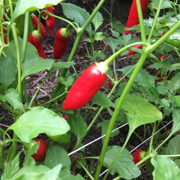 Big Inca Red Drop pepper Seeds -   15+ Pepper Seeds