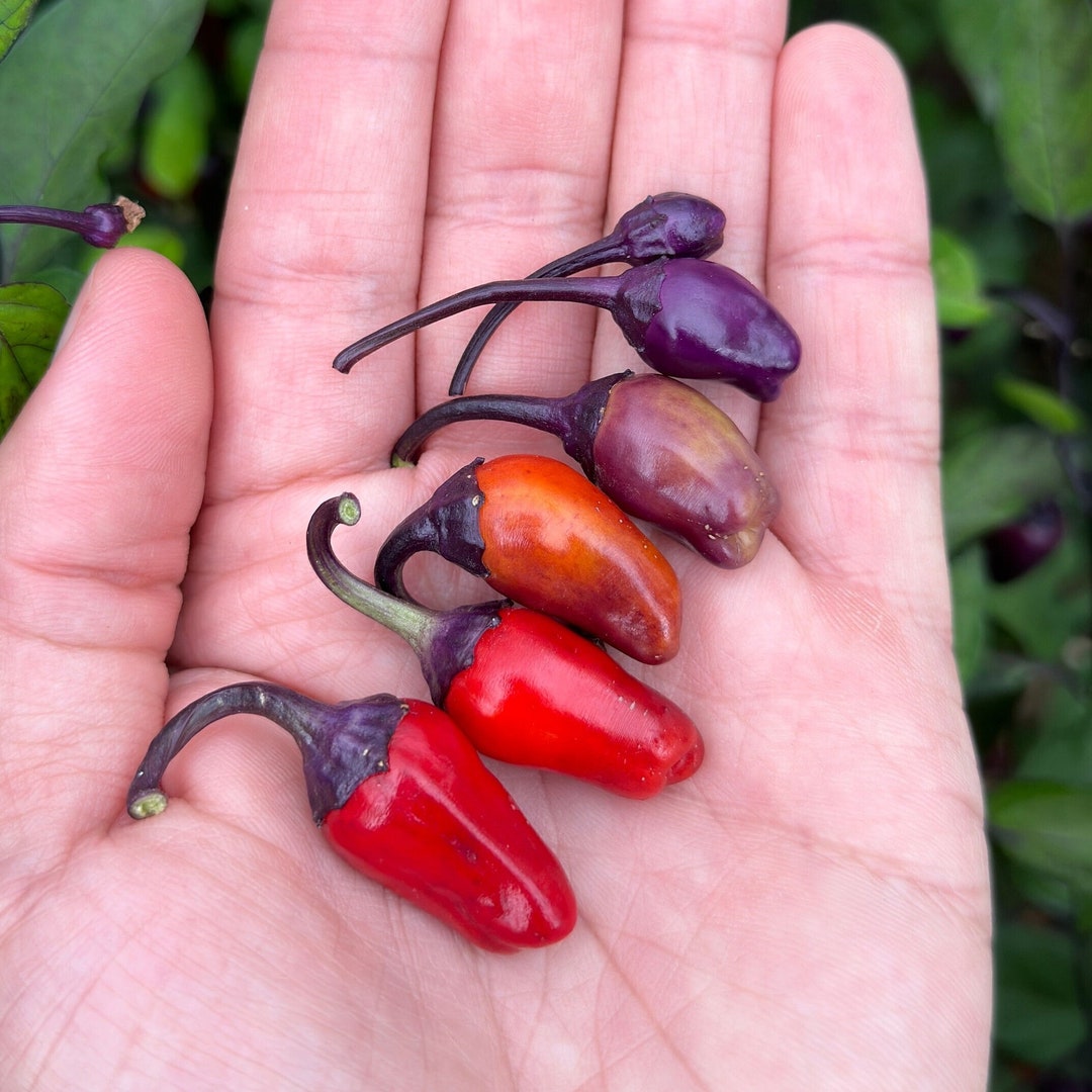 Black Tongue Scorpion Pepper - 20+ Pepper Seeds - Etsy