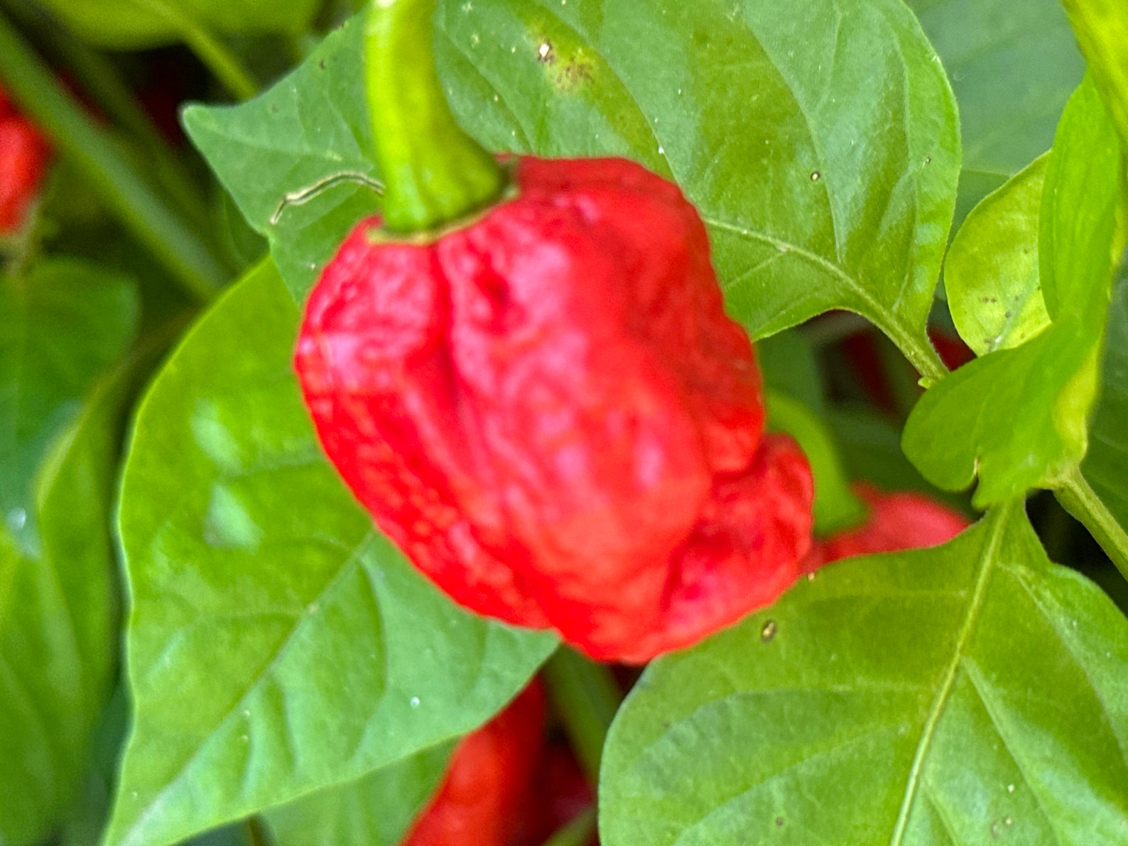 Genghis Khan Brain Pepper Seeds 12 Pepper Seeds Etsy