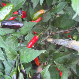 Pequin Purple  Cross F2  Pepper Seeds - 15+ Hot Pepper Seeds