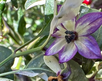 Purple Cacho White Leaf Pepper Seeds -   20+ Pepper Seeds