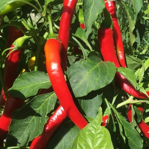 Long Cayenne Pepper Seeds -   15+ Hot Pepper Seeds