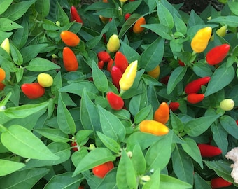 Little Red Ornamental Pepper Seeds -   20+ Pepper Seeds